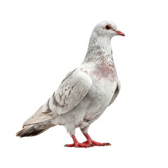 close-up of pigeon isolated
