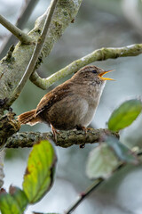 Eurasian Wren (Troglodytes troglodytes) Bull Island Dublin common in European woodlands and gardens