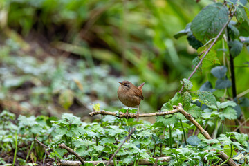 Eurasian Wren (Troglodytes troglodytes) Bull Island Dublin common in European woodlands and gardens