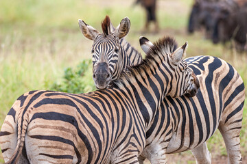 South Africa, Kruger National Park, Burchell's Zebra (Equus quagga burchellii)