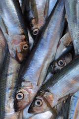 Fresh Saltwater Fish.