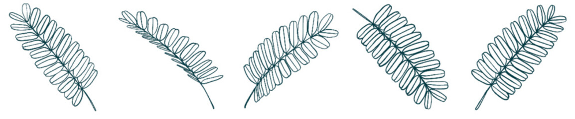 Botanical Fern Leaf PNG for Invitation, Eco Branding, and Background Art