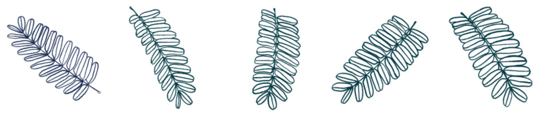 Botanical Fern Leaf PNG for Invitation, Eco Branding, and Background Art