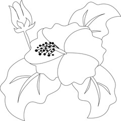 Hibiscus Flower Line Art Illustration