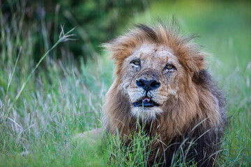 South Africa, Kruger National Park, Lion (Panthera leo), male