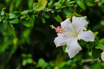 A close-up of a white hibiscus flower (Hibiscus rosa-sinensis) with fresh green leaves in the background. Suitable for concepts of nature, botany, ornamental plants, tropical gardens, and floral beaut © and