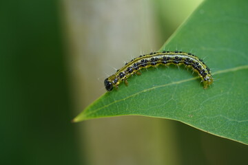 Closeup of a box tree moth (Cydalima perspectalis). The favorite food of this caterpillar are the leaves of the box tree (Buxus sempervirens). Here in August in northern Germany.
