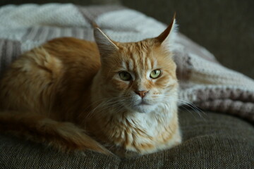 Orange maine coon small cat on the couch at home and looking her eyes with surprising emotion....
