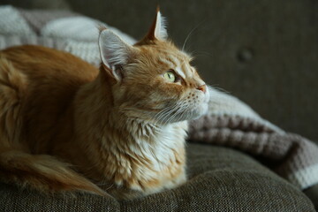 Orange fun maine coon small cat on the couch at home and looking on the window. Expression pet...