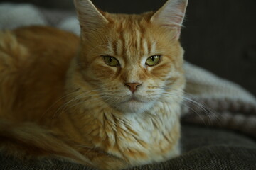 Orange maine coon small cat on the couch at home and sleeping.