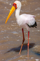 South Africa, Kruger National Park, Yellow-billed Stork (Mycteria ibis)