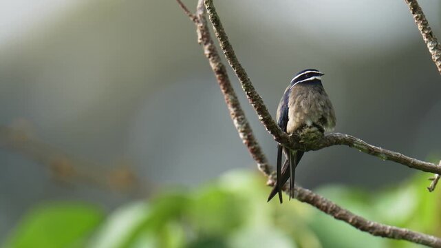 Whiskered Treeswift (Hemiprocne comata) mother bird incubates her young in a small nest on a branch.