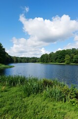 summer landscape with lake