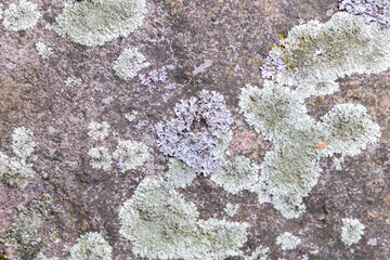 Lichen Texture on Stone — Natural Background