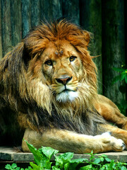 A majestic lion with a thick mane lies on a wooden platform, surrounded by greenery. The lion gazes directly at the camera, exuding strength and elegance in a naturalistic setting.