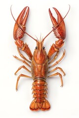 crayfish on white background