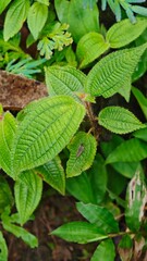 green leaves on the ground