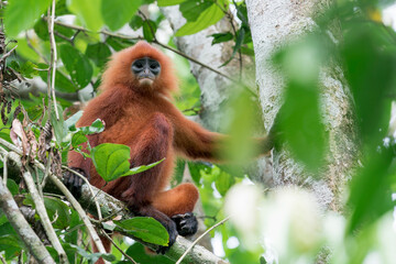 Maroon Leaf Monkey Presbytis rubicunda (also called Red Leaf Monkey) sits on a branch in a tree on the island of Borneo. He looks at the camera. 