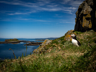 Puffin sitting quietly on green grass atop cliff, contemplating distant sea and sky, harmonious...