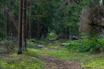 Trail Through Dense Spruce Forest with Fallen Timber