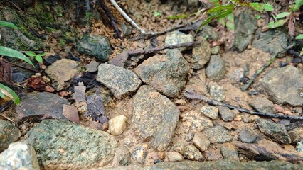 ants in the forest