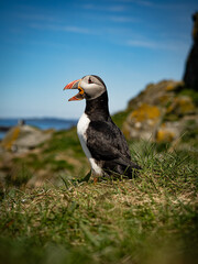Coastal wildlife scene featuring a puffin with vivid plumage.