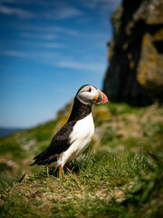Wild puffin in natural habitat — clifftop grass and rugged coastline.