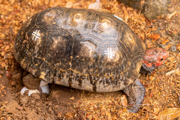 turtle in the tank