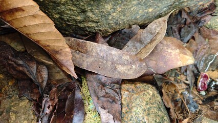lizard on a tree trunk