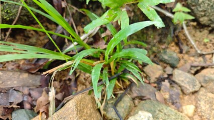 green plant growing in the garden