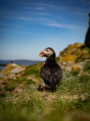 Moody wildlife capture: puffin among coastal grass with the ocean beyond.