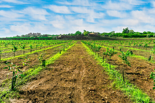 Impressive sunset or sunrise gerden landscape of green young fruit trees plantation under beautiful cloudy sky. Agruculture concept of spting gardening