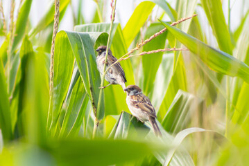 Two Sparrows Perched on a Corn Cob