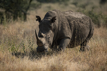Obraz premium Rhino on safari in Africa 