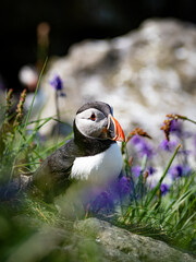Intimate close-up of a puffin resting within vibrant purple flowers, detailed nature shot...