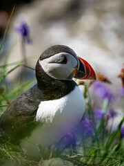 Puffin in sharp focus among vivid purple wildflowers, close-up wildlife photograph showcasing the...