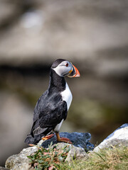 Puffin perched on a rugged rock, vibrant seabird resting with full body visible, detailed feathers...