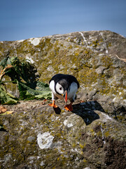 Puffin on rocky stone preparing to take flight, vibrant seabird spreading wings with dynamic...