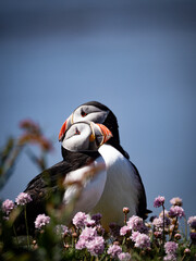 Two puffins resting on a rugged cliff adorned with lush pink flowers, beautiful wildlife image...