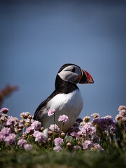 Seaside puffin perched on cliff adorned with pink wildflowers, beautiful coastal wildlife...