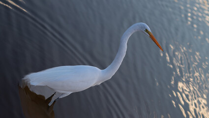 fishing bird