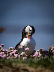 Close-up of a puffin sitting peacefully on a cliff covered with lush pink flowers, stunning coastal...