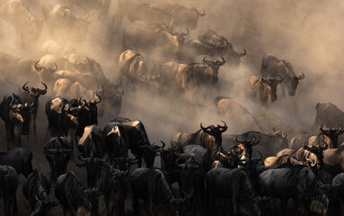 The great migration of wildebeest and zebra in the Maasai Mara, Africa 