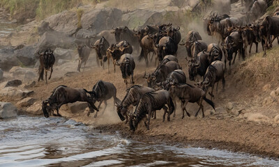 The great migration of wildebeest and zebra in the Maasai Mara, Africa 