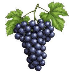 Fototapeta premium Dark Purple Grape Bunch Illustration with Green Leaves