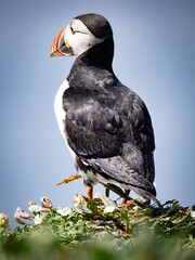Detailed and illuminated puffin head portrait, focusing on bright beak and eye with sharp feathers, resembling professional wildlife study.