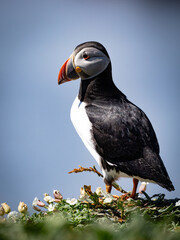 Close-up shot of puffin’s head showing precise feather texture and vibrant coloration, beautifully lit for a scientific illustration effect.