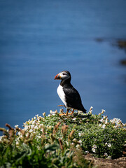 Puffin perched on cliff surrounded by blooming wildflowers, detailed wildlife shot capturing bright bird colors and vivid floral environment.