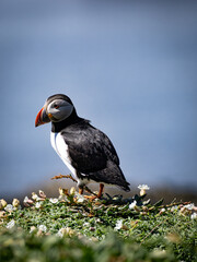 Detailed and illuminated puffin head portrait, focusing on bright beak and eye with sharp feathers, resembling professional wildlife study.