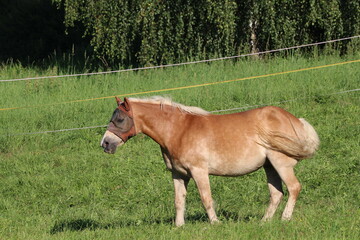 Fototapeta premium Beautiful brown horse with face mask on a green grass background 